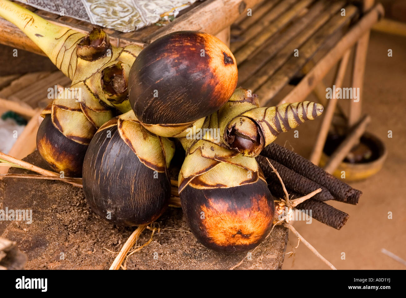 Photographie de stock de semences d'un palm à partir de laquelle est harvesed la sève pour faire palm et le sucre de palme toddy au Myanmar 2006 Banque D'Images