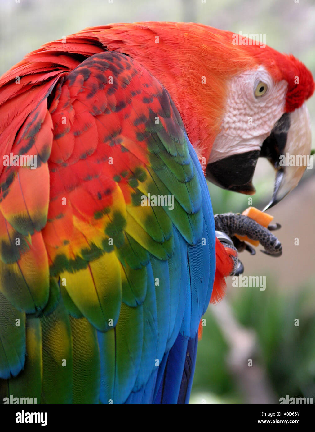 Macaw Parrot de manger un morceau de carotte Banque D'Images
