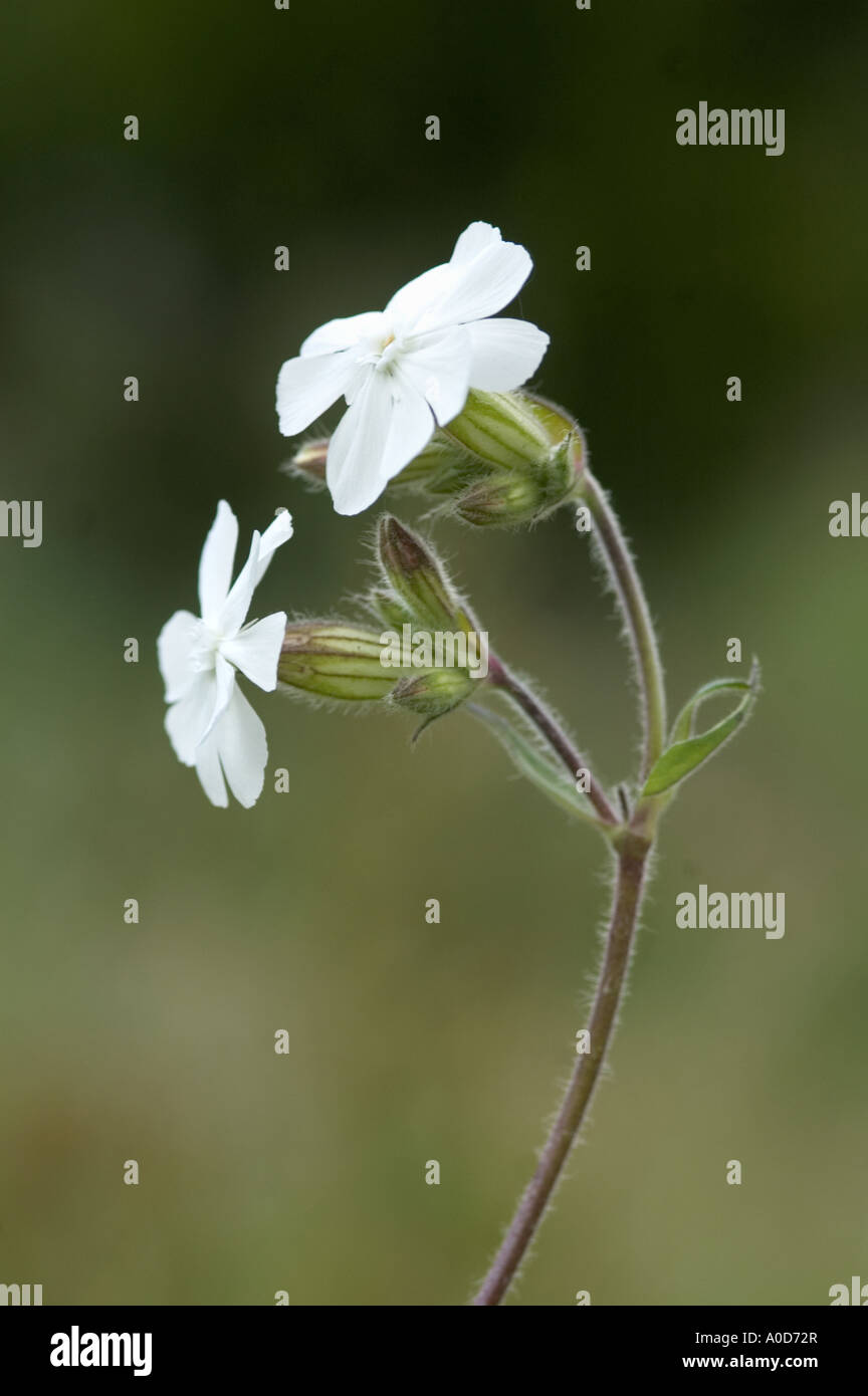 Silene alba blanc Banque D'Images