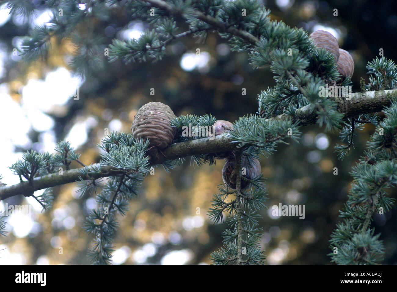 Cônes de pin sur une branche trouvé dans l'Oxfordshire. Banque D'Images