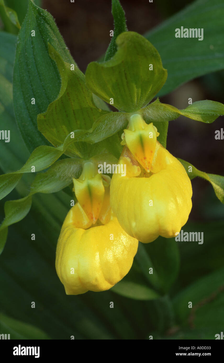 Les rares Lady Slipper jaune dans le sud de l'appalachains Banque D'Images