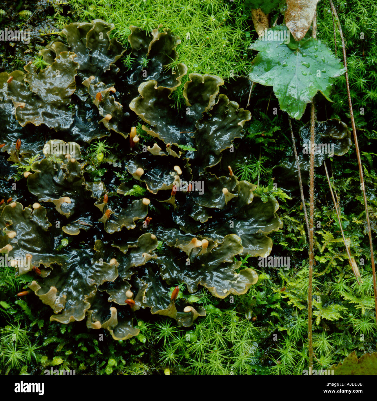 La végétation de lichen et de mousse après une pluie de printemps dans le Great Smoky Mountains National Park Utah Banque D'Images