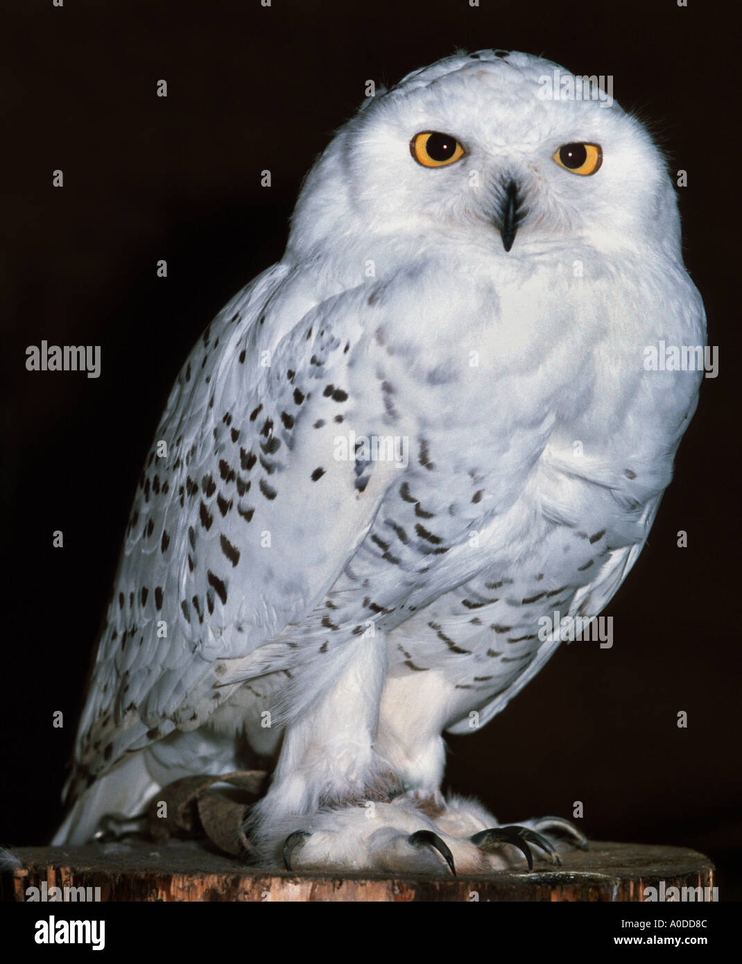 Harfang des neiges Nyctea scandiaca snow white eye oeil jaune eagle owl animal nocturne Oiseau de bec oiseau sage fantomatique étrange Banque D'Images
