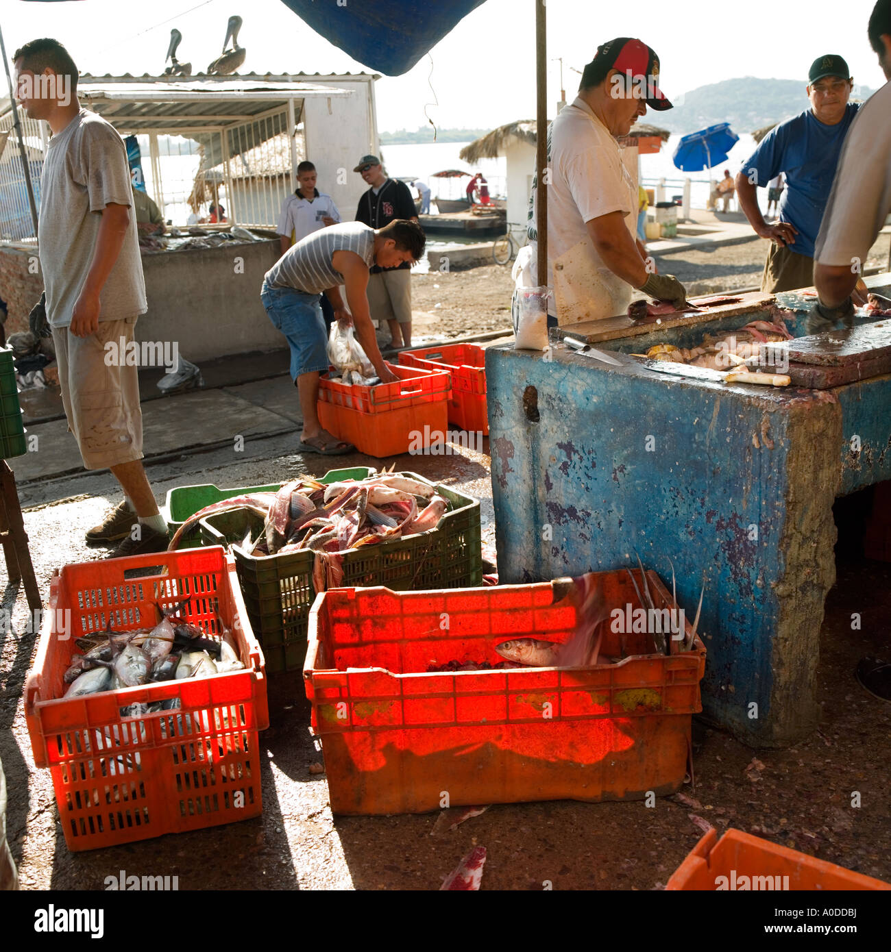 Les clients vérifient quai de poisson frais au Mexique Banque D'Images