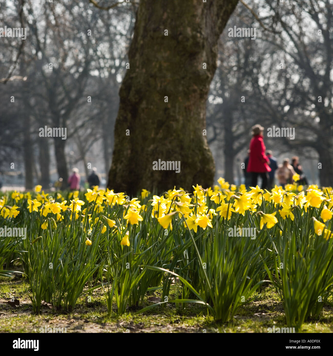 Printemps jonquilles à Saint James Park London UK Banque D'Images