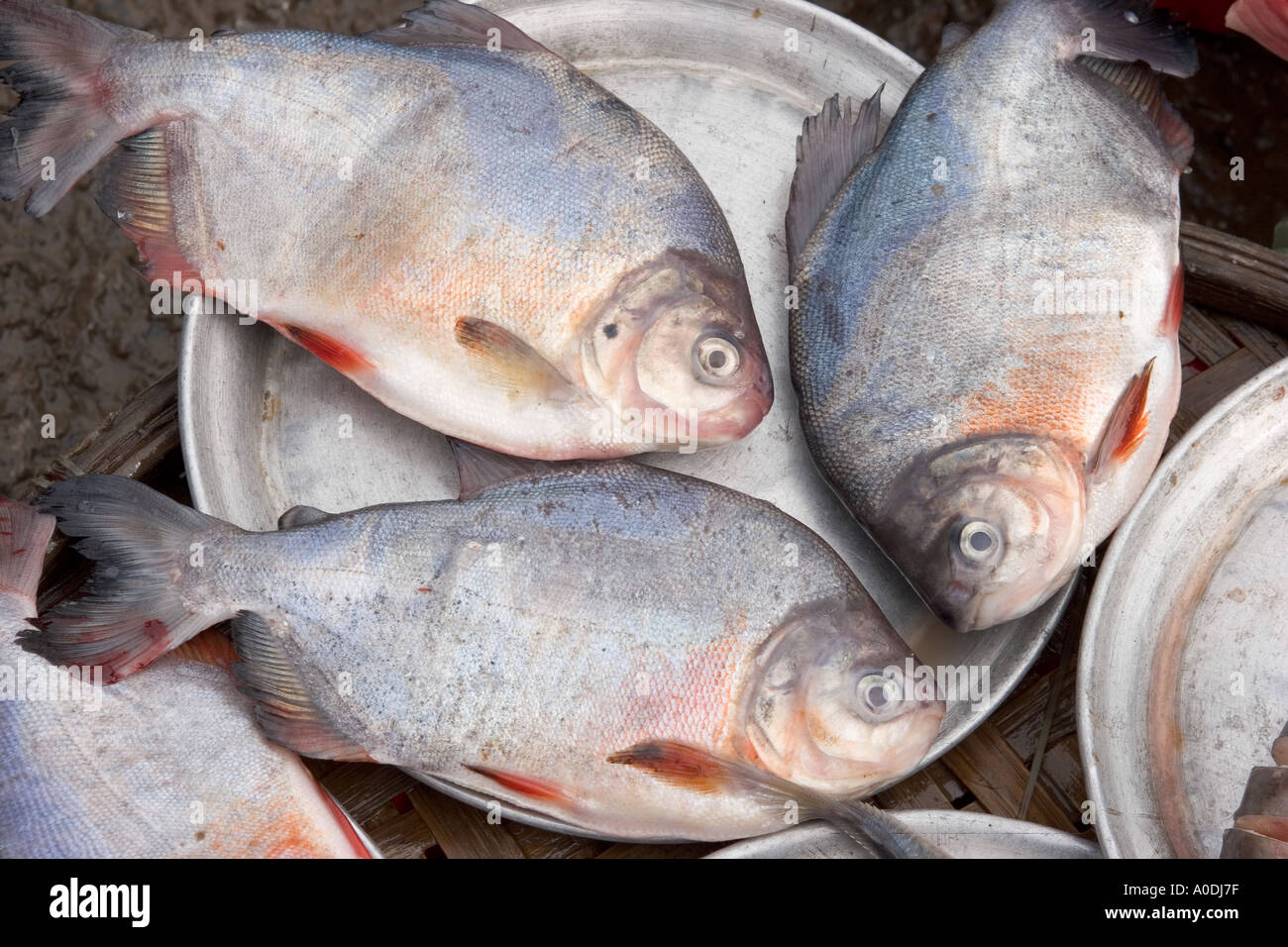 Vietnam Hue Central marché Dong Ba poisson à vendre sur plaque de métal Banque D'Images