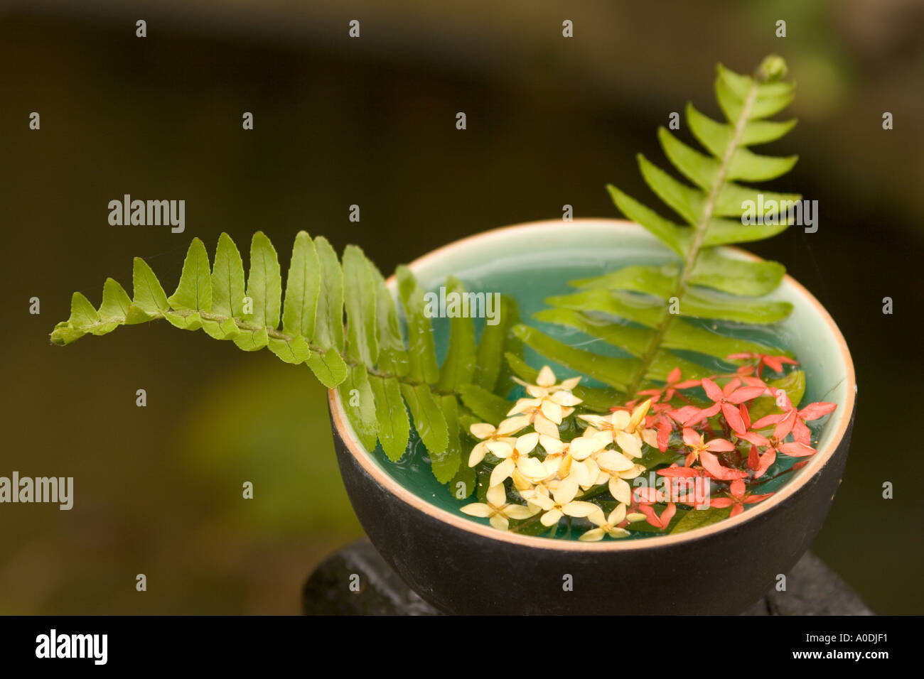 Centre du Vietnam Hoi An Vieux Quartier bol de Ixora fleurs et fougères dans jardin de restaurant haut de gamme bâtiment colonial français Banque D'Images