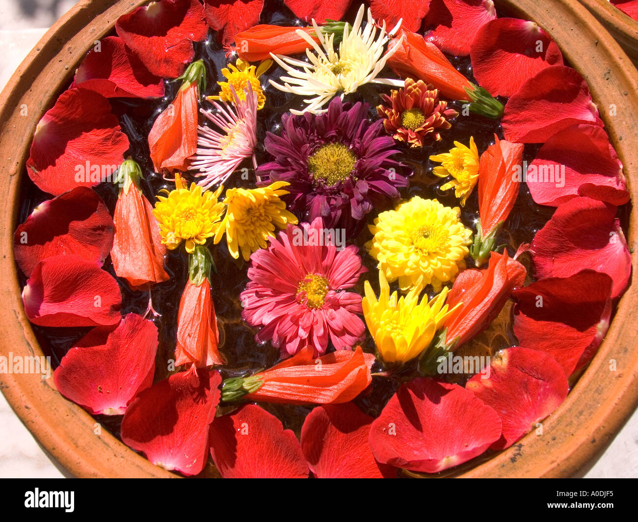 Vietnam Hoi An accommodation Ha Un hôtel ancien bâtiment colonial français pétales de fleurs décoratives en pot rempli d'eau Banque D'Images