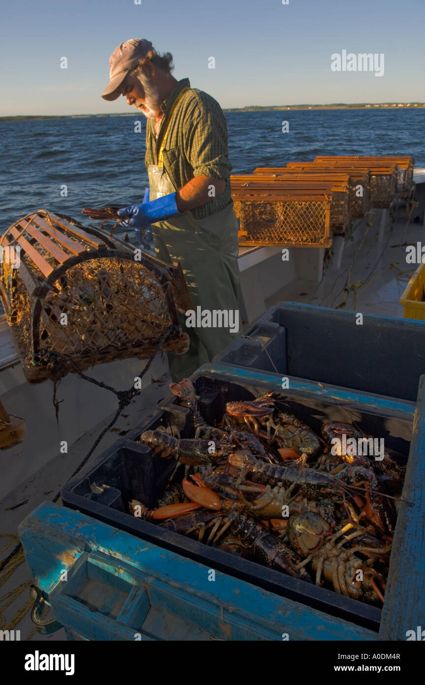 Keith Peters pêcheur de homard dépose des pièges en voile de vague d'argent Rustico Prince Edward Island Canada Banque D'Images
