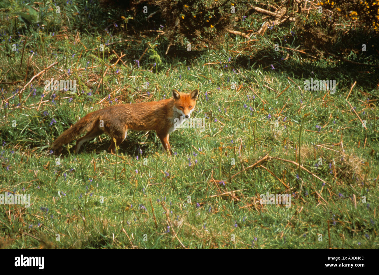 Fox entre bluebells Banque D'Images