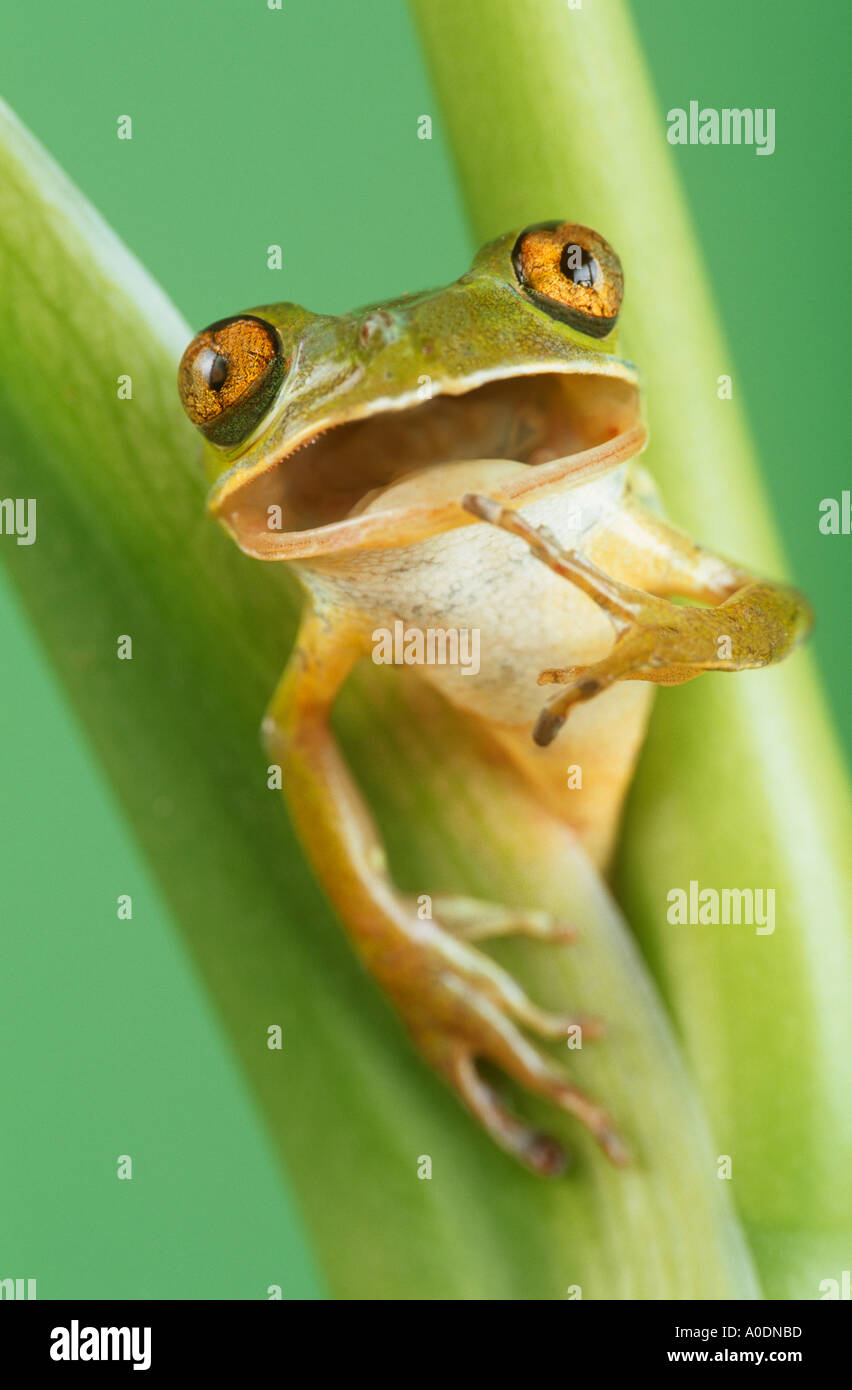 Animated tree frog Banque D'Images