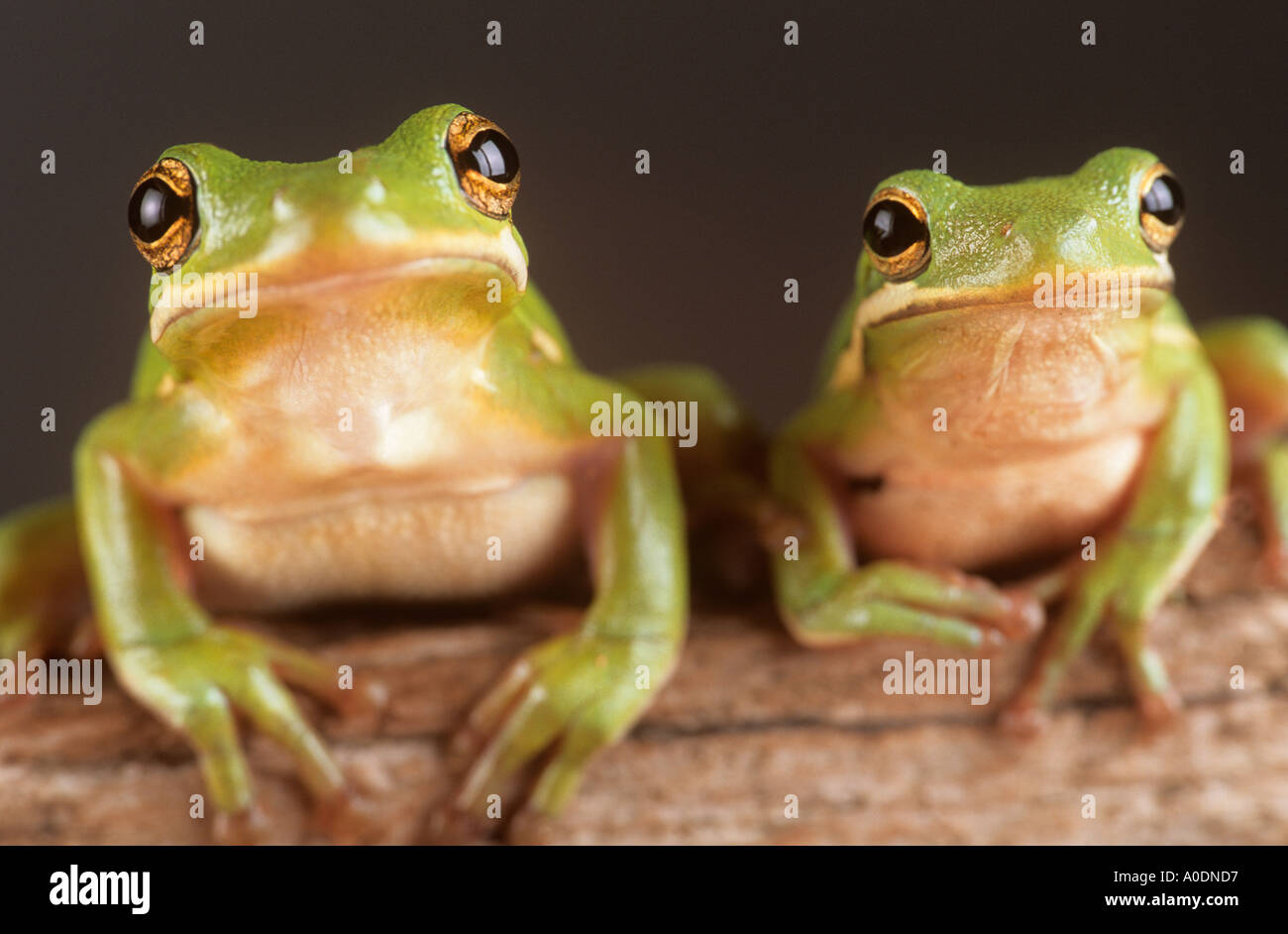 Deux grenouilles d'arbre assis sur un journal Banque D'Images