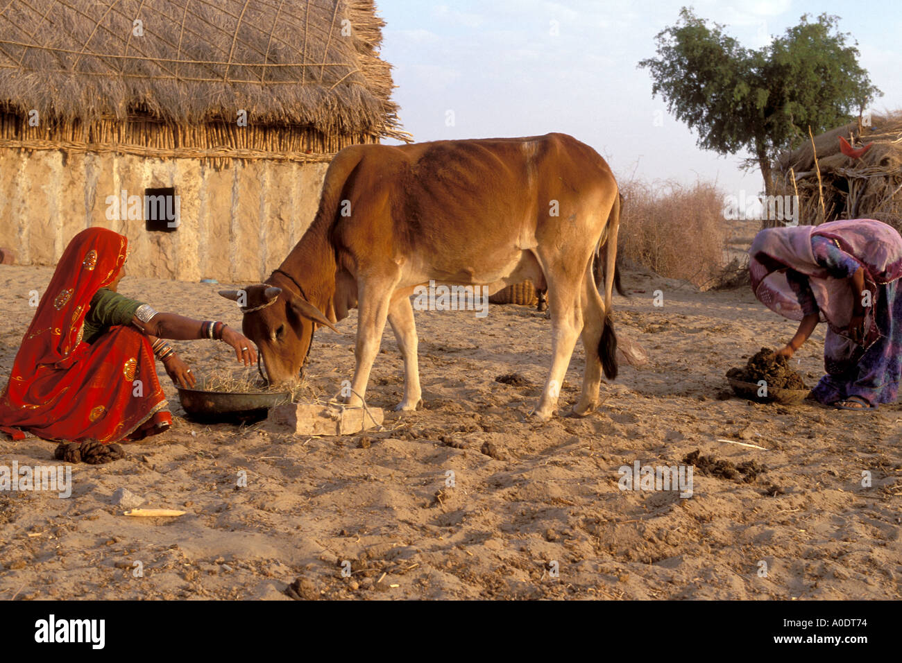 Mode de vie autochtones Bishnoi désert du Rajasthan Inde Banque D'Images