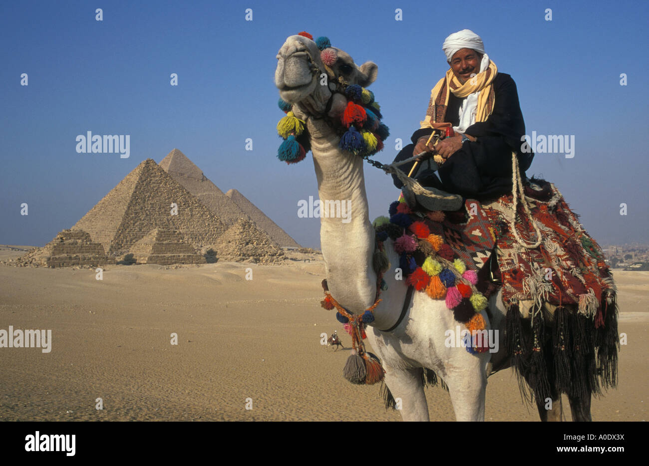 Chamelier Pyramids Giza cairo Egypt Banque D'Images