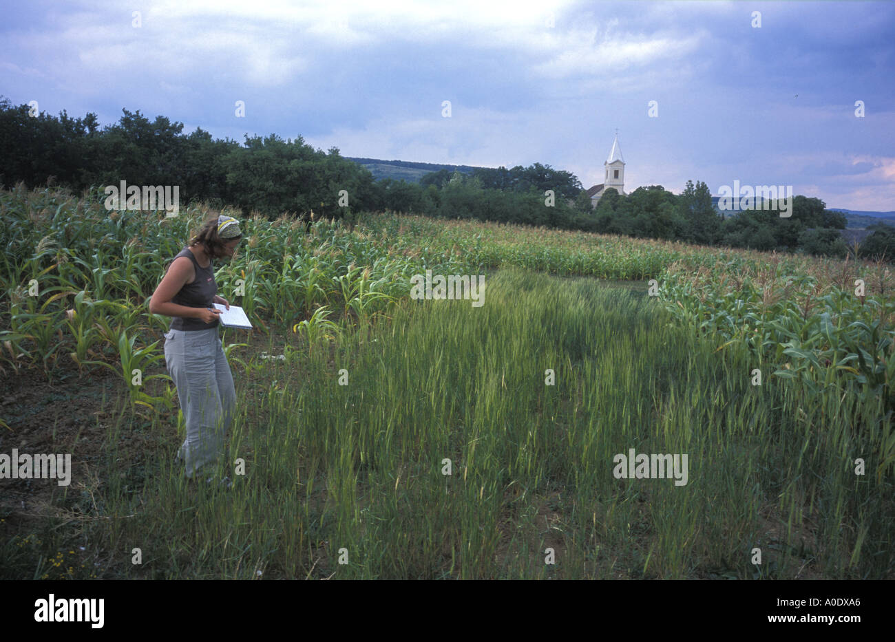 Des études de chercheurs de terrain minuscule de l'engrain une ancienne variété de blé cultivé en Transylvanie Roumanie pour hat faisant Banque D'Images