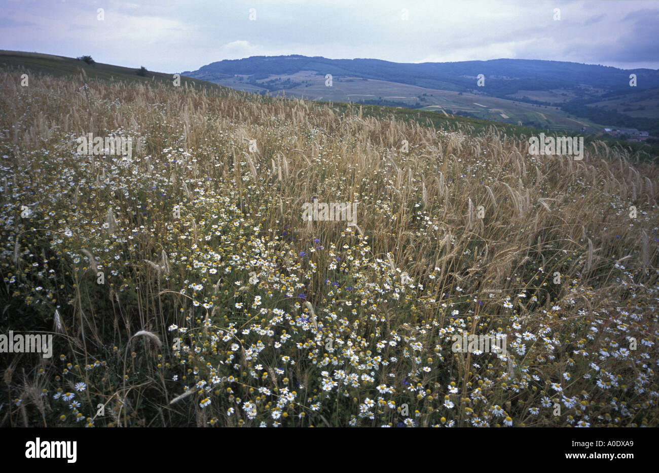 Un petit domaine de l'engrain une ancienne variété de blé cultivé en Transylvanie Roumanie pour hat faisant Banque D'Images
