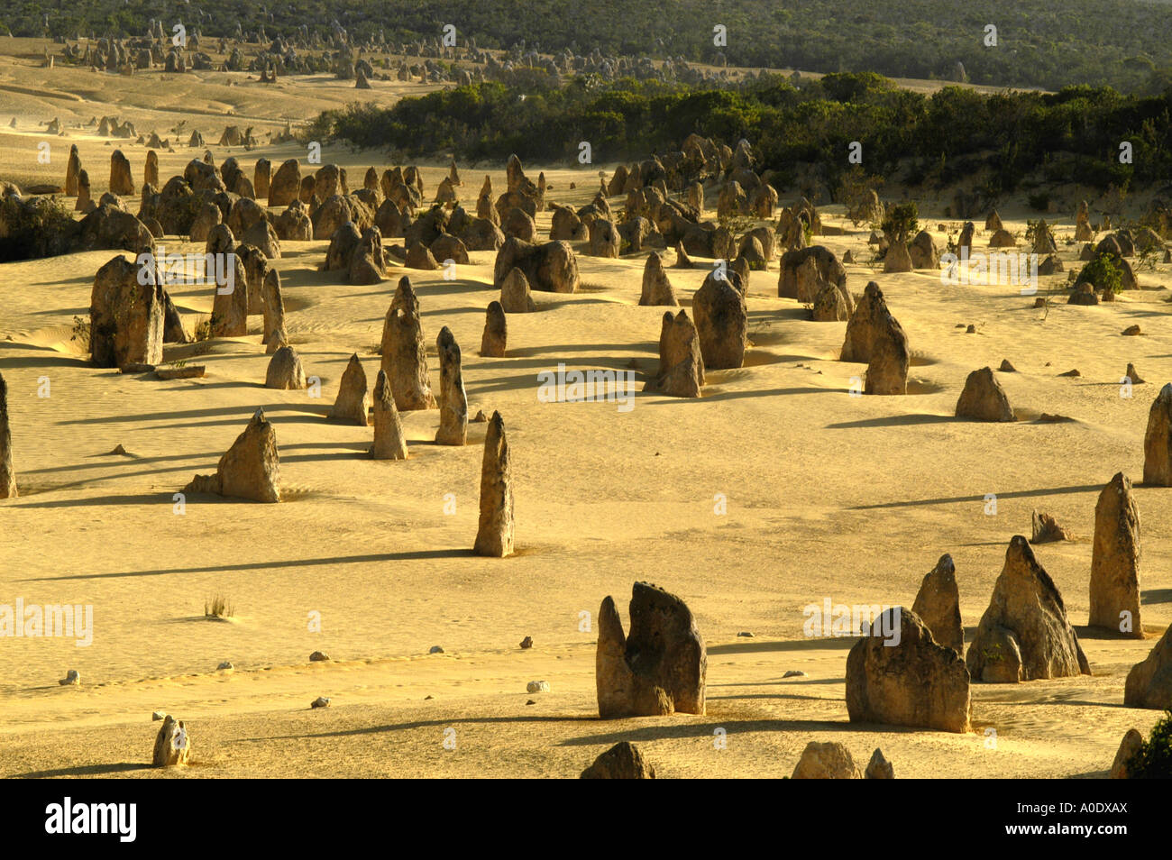 Paysage de désert pinnacle Banque D'Images