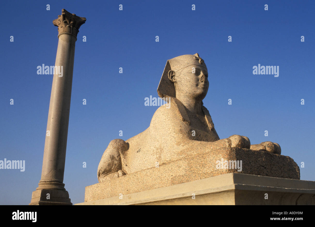 Sphinx de granit et la colonne de Pompée Alexandrie Egypte Banque D'Images