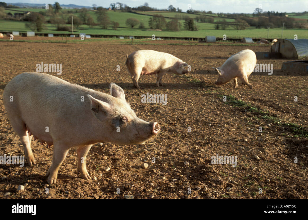 Les porcs en liberté dans le champ près de Broadclyst South Devon, Angleterre Banque D'Images