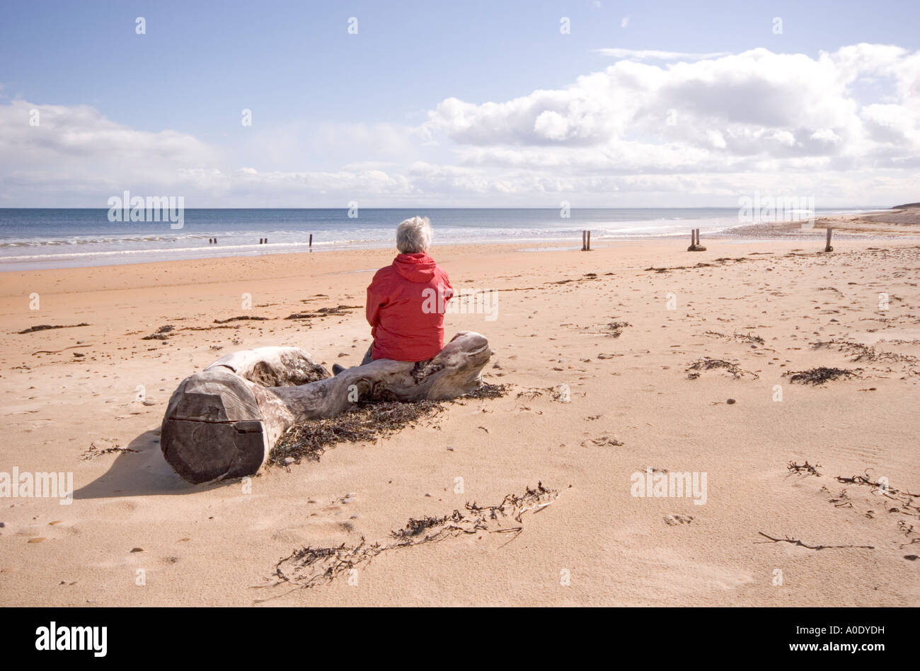 Plage de sable fin scène AVEC CIEL BLEU ET ÉCHOUÉS TRONC D'ARBRE AVEC DAME EN ROUGE ASSIS SUR ELLE REGARDANT LA MER Banque D'Images