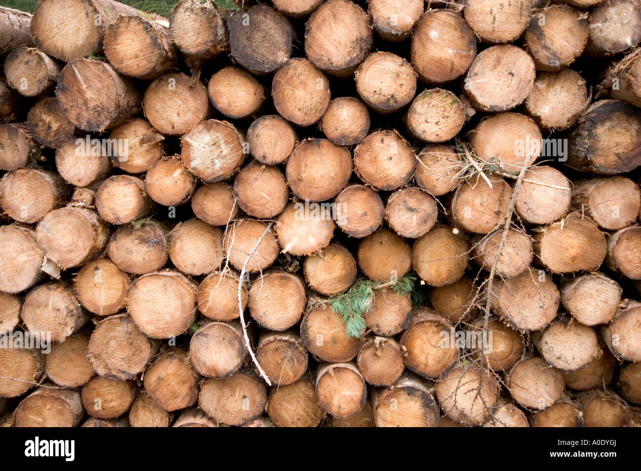 Pile de grumes AVEC VUE SUR L'EXTRÉMITÉ DU GRAIN EN BOIS Banque D'Images
