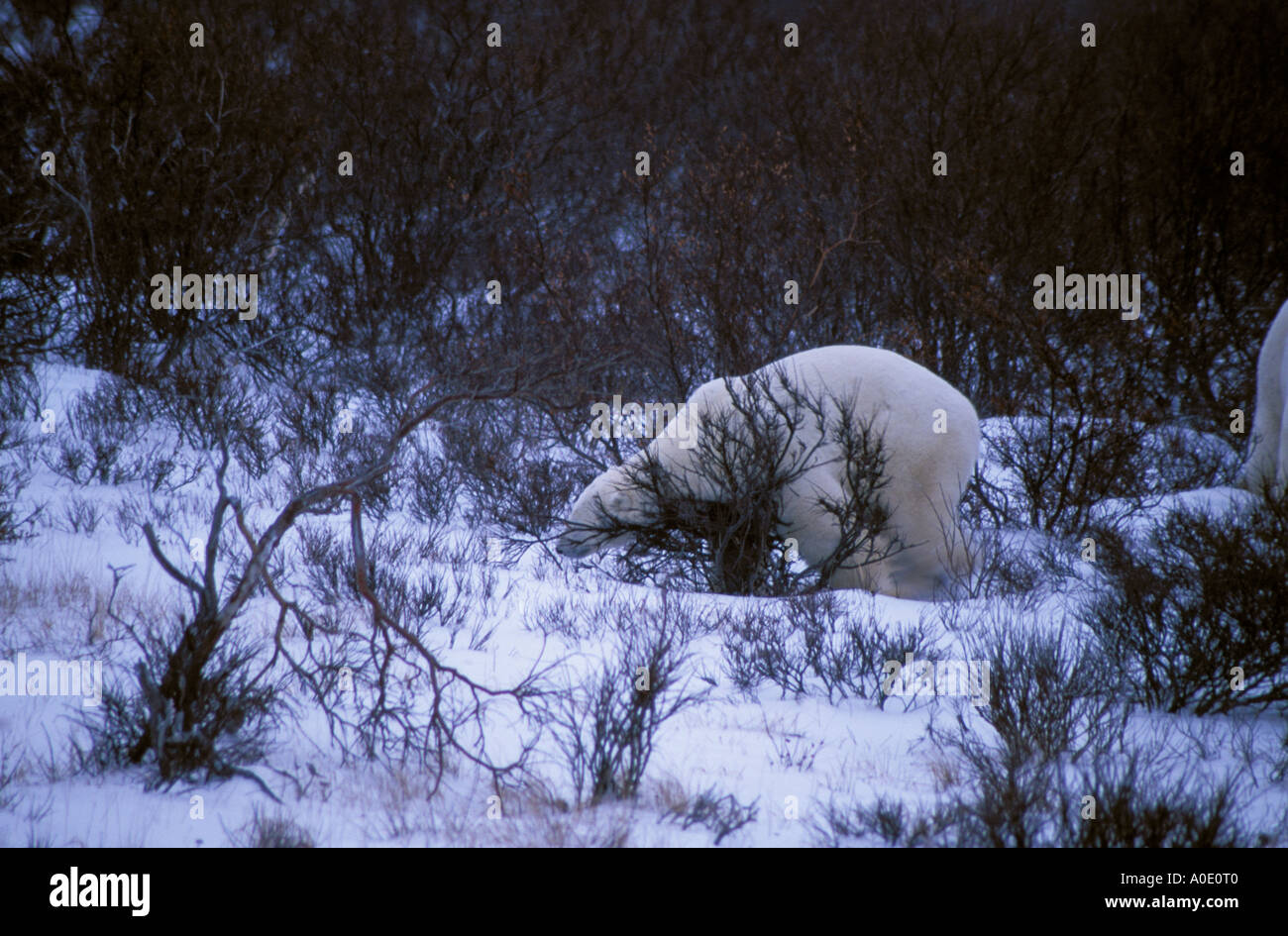 Le parc national Wapusk Hudson Bay Cape Churchill Manitoba Canada Amérique du Nord Cercle Arctique le toilettage de l'ours polaire lui-même Banque D'Images