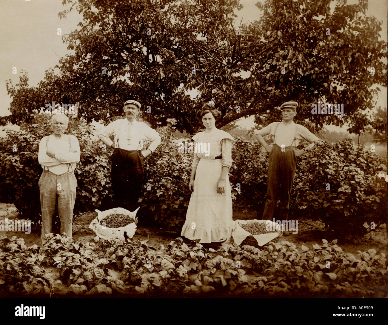 Les mains de champ Banque D'Images