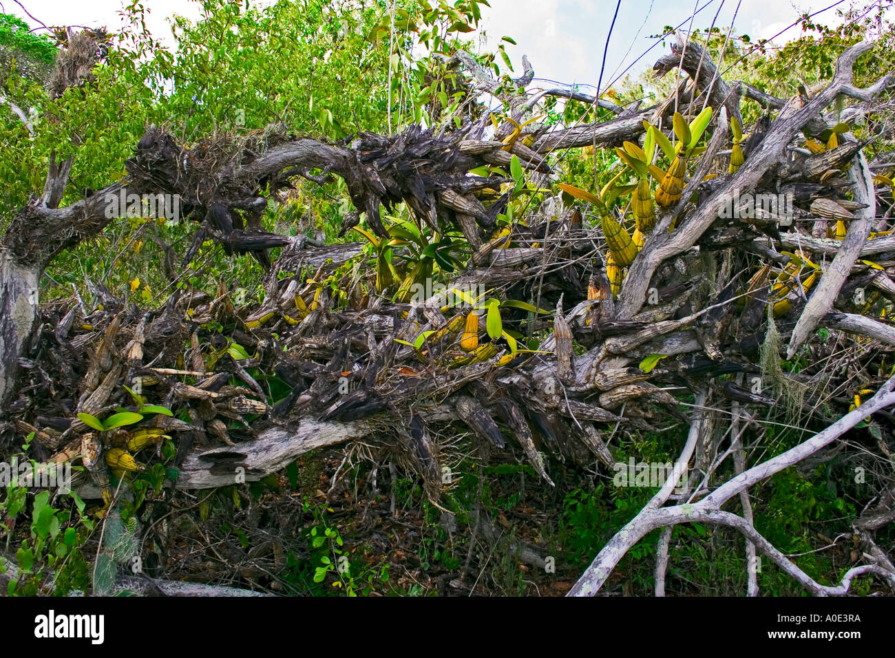 Orchidées Plantes en grappes sur les branches d'arbres à Curaçao Antilles néerlandaises comme trouvés dans le Parc National Christoffel Banque D'Images