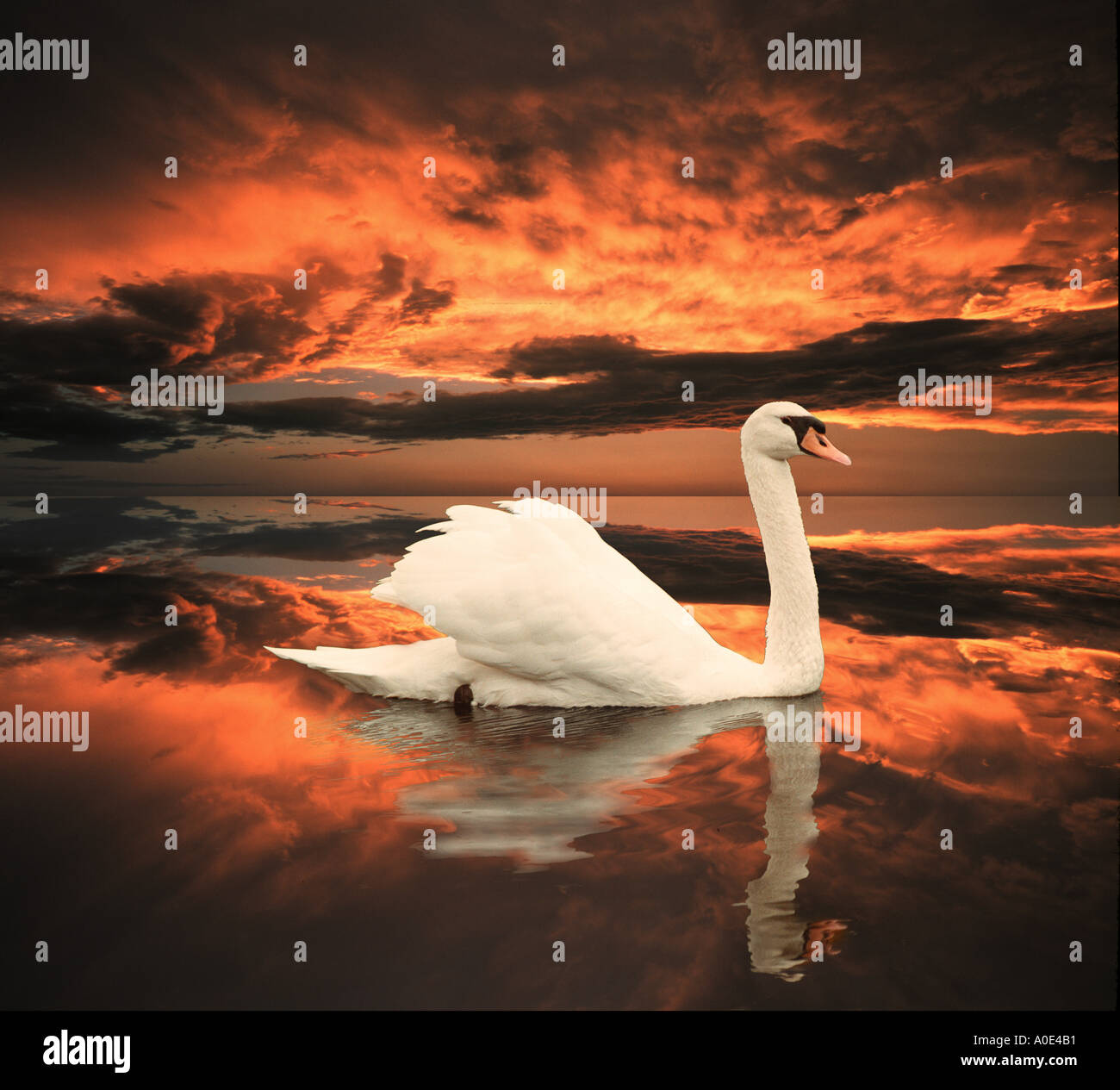 Swan avec réflexion sur le lac au coucher du soleil Banque D'Images
