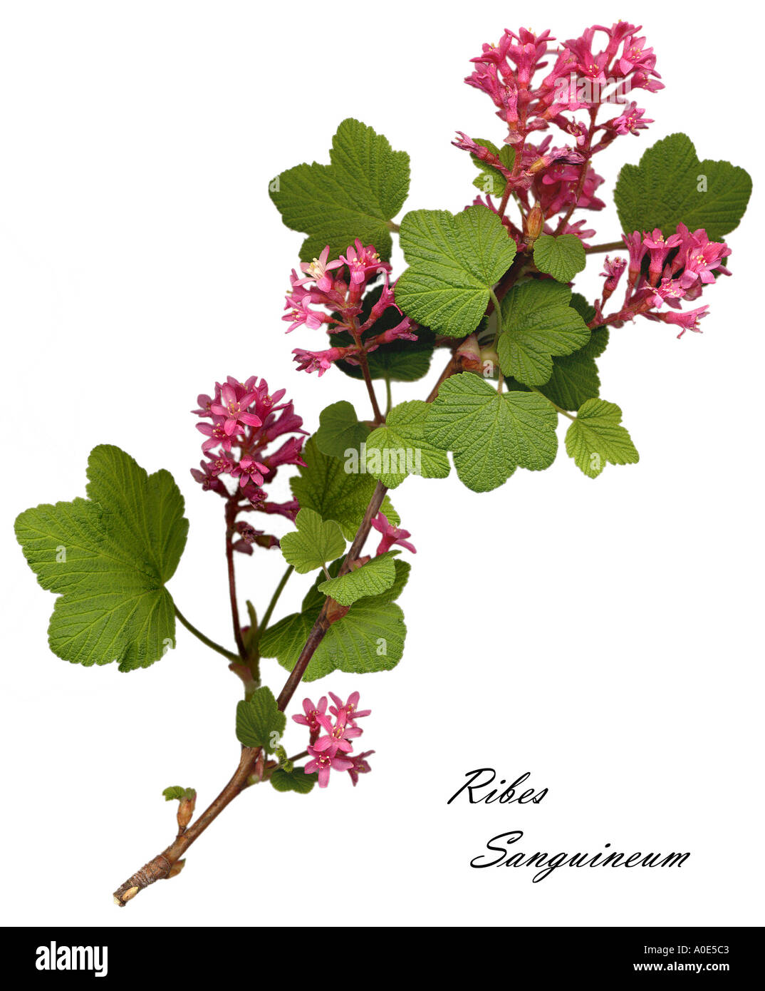Groseillier à fleurs Ribes sanguineum Banque D'Images