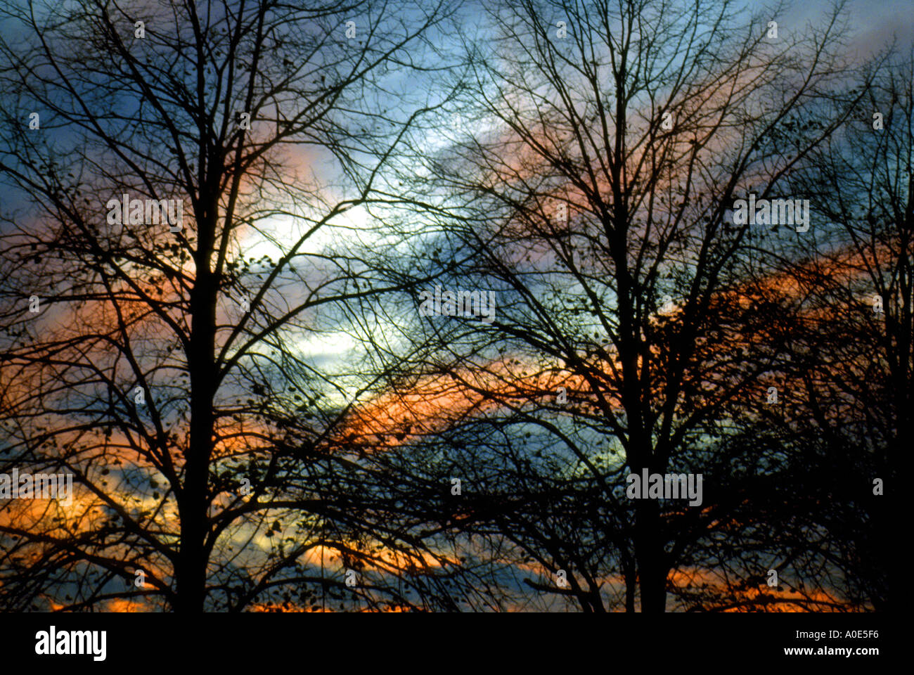 Arbres au coucher du soleil montrant les branches silhouettées contre un ciel nocturne coloré Banque D'Images