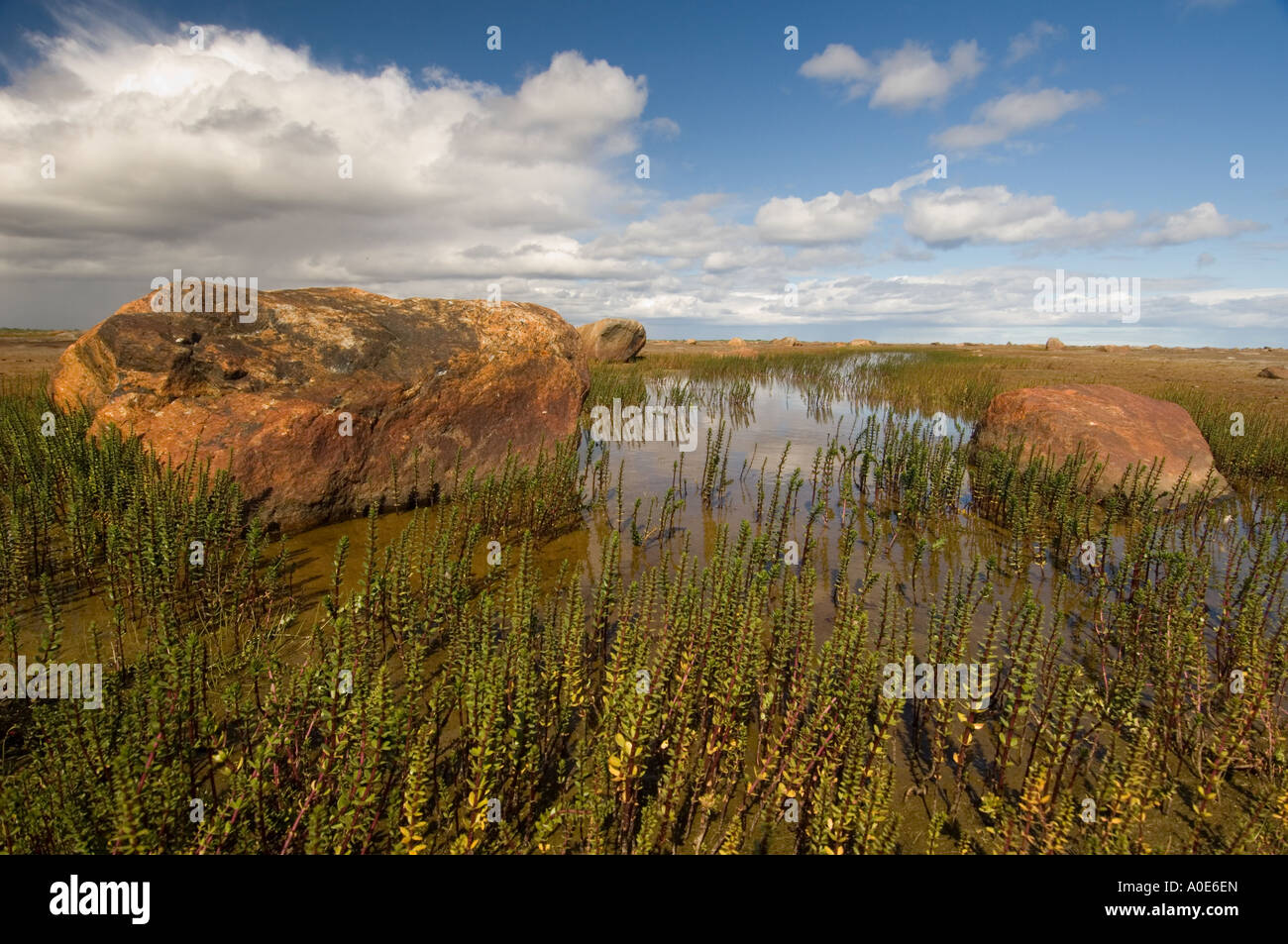 Écologie platin Mare s queue de fleurs sauvages dans les battures des piscines d'eau douce et saumâtre Hippuris vulgaris Banque D'Images