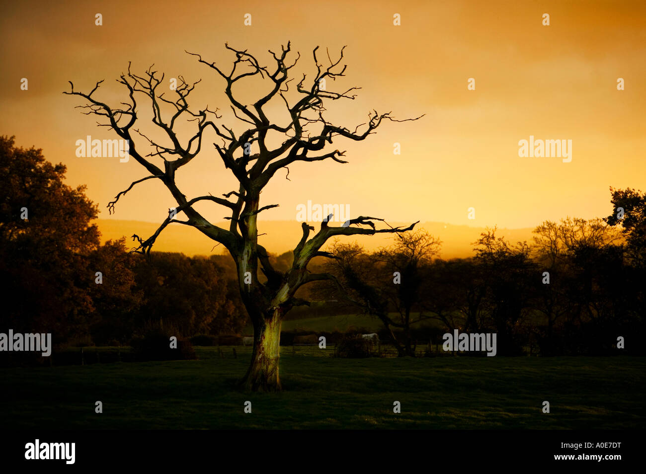 Arbre mort à l'aube dans les bois Banque D'Images