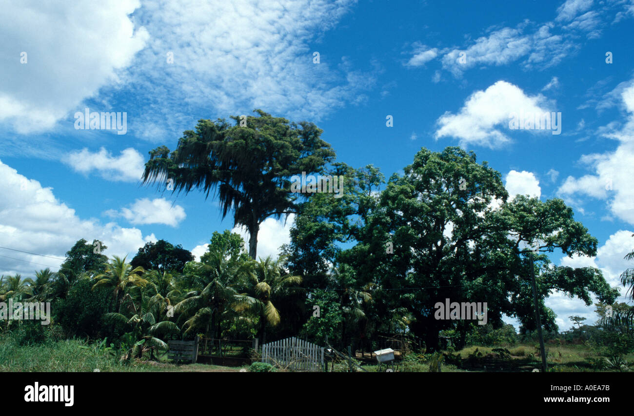 Kankantree arbre sacré au Suriname Banque D'Images