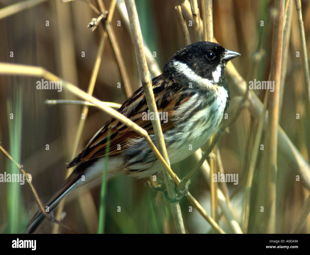 Reed Bunting au printemps en Hollande Banque D'Images