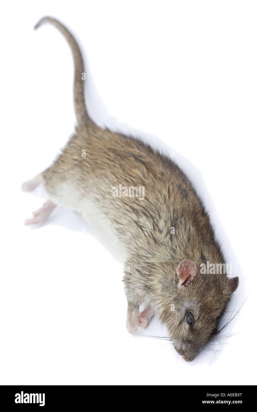 Rat brun Banque D'Images