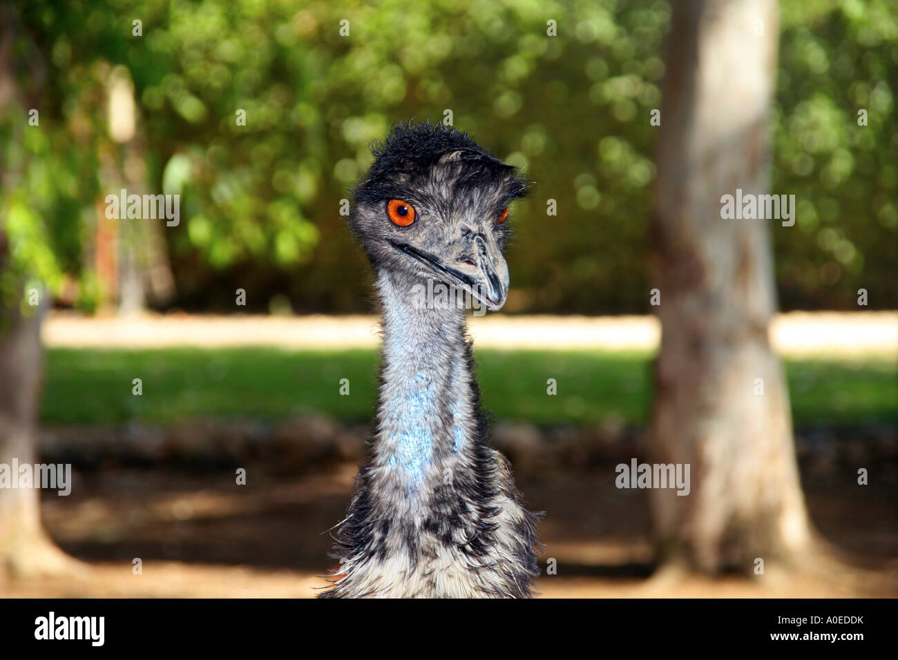 Yeux d'un brun doré Emu Dromaius novaehollandiae Banque D'Images