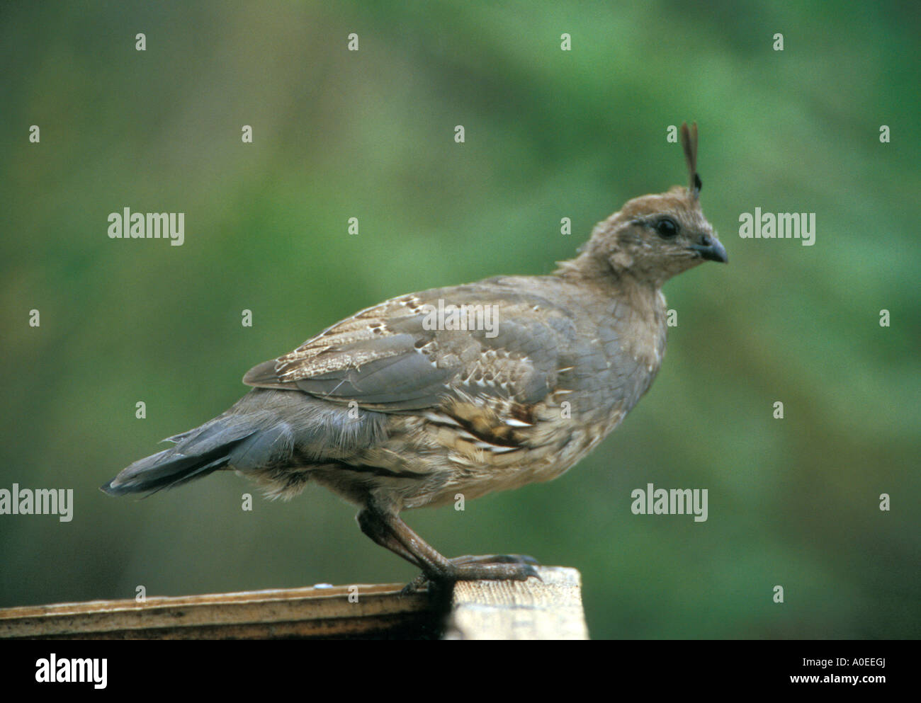 Portail - Arizona - USA de Gambel Callipepla gambelii Caille Banque D'Images