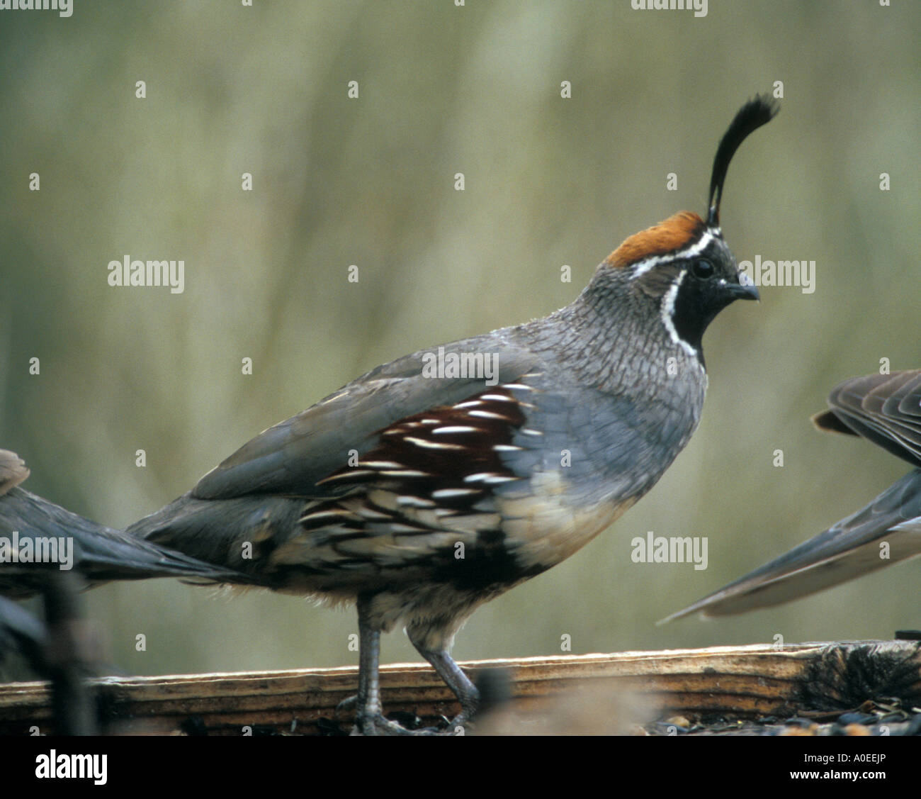 Portail - Arizona - USA de Gambel Callipepla gambelii Caille Banque D'Images
