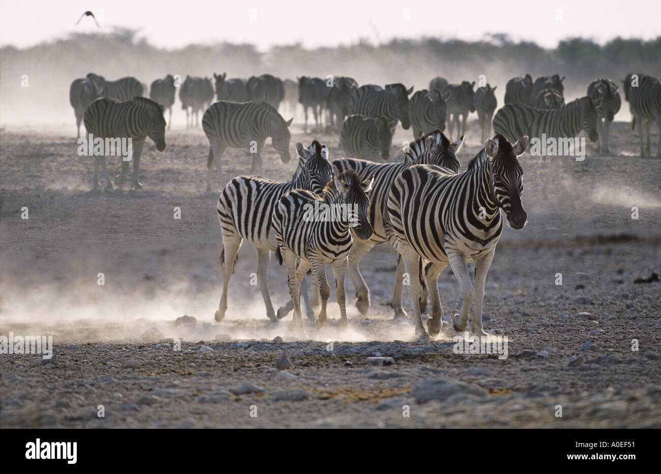 Troupeau de zèbres en matin tôt d'Etosha Namibie Banque D'Images
