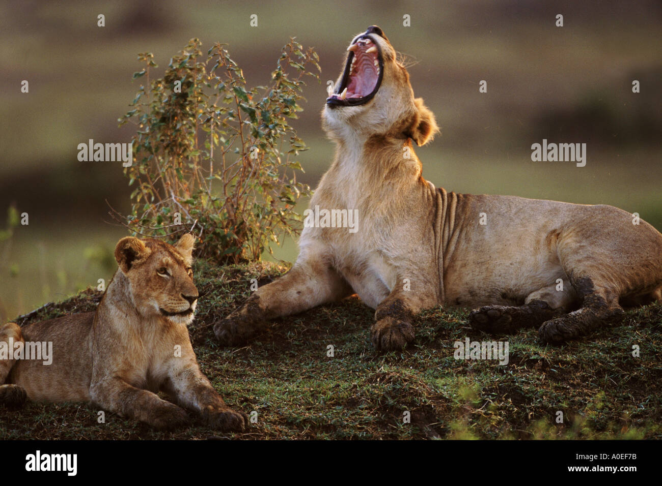 Les bâillements et les jeunes lions au repos le Masai Mara au Kenya Banque D'Images