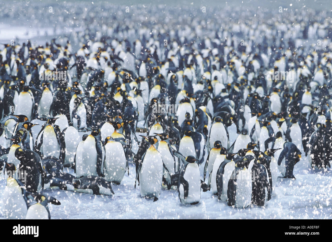 Le Roi des pingouins dans la neige la Géorgie du Sud Banque D'Images