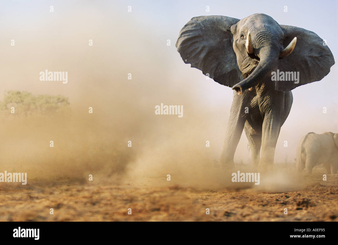 La charge de l'éléphant au Botswana bull Savute Banque D'Images