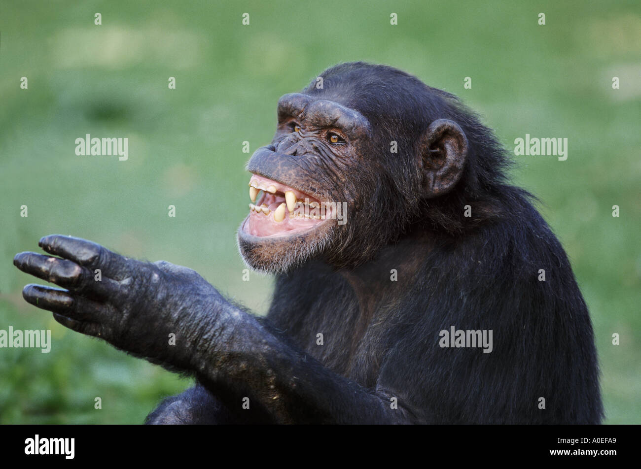 Chimpanzé souriant Banque D'Images