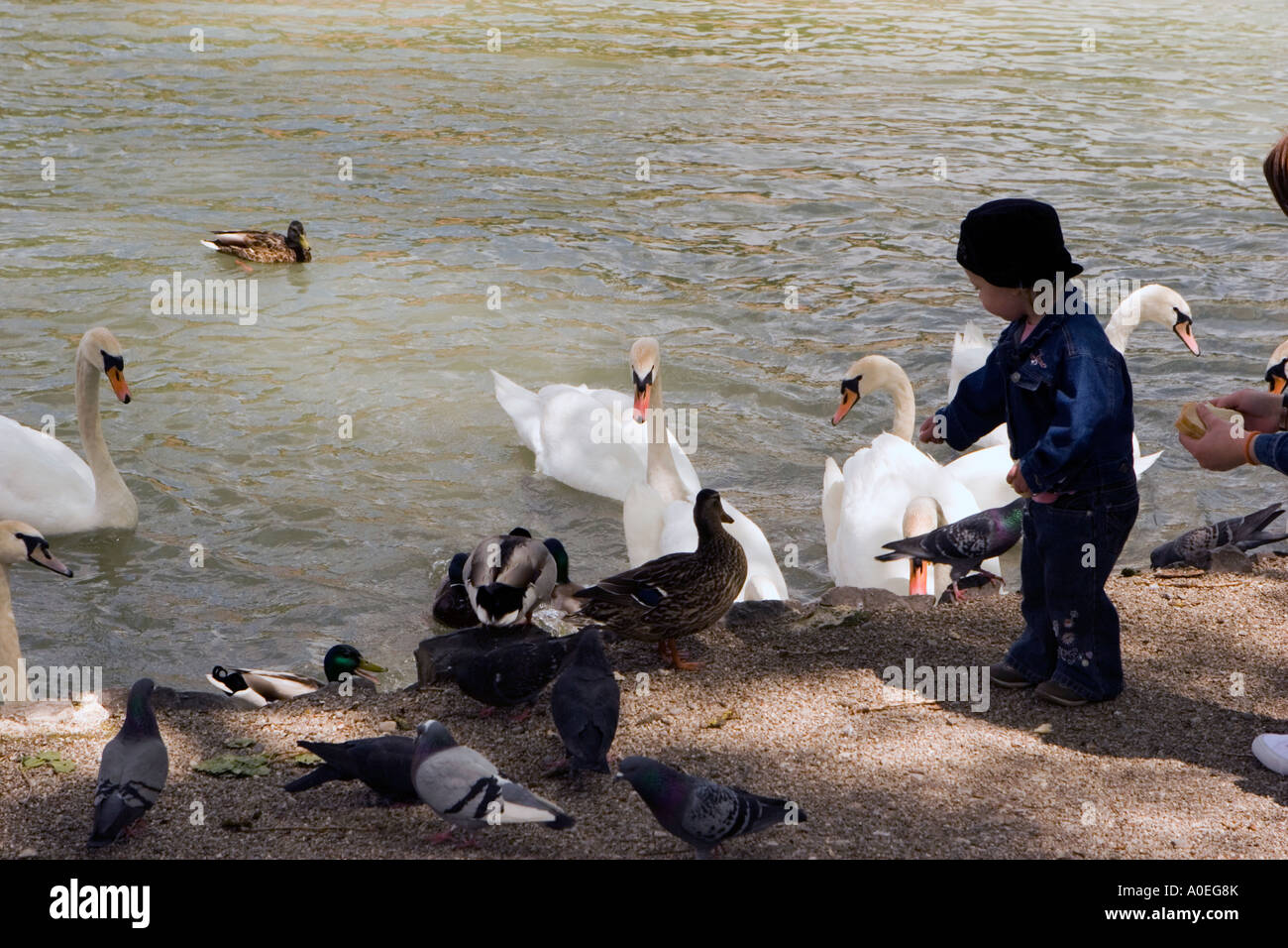 Nourrir les canards et les oies Banque D'Images