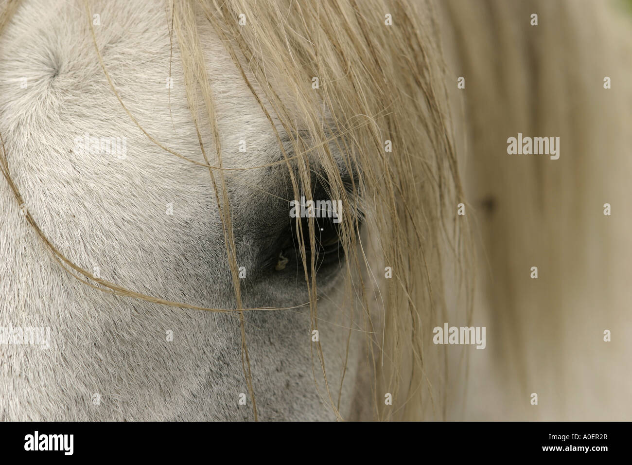 Un œil et la crinière du cheval en partie couvertes par les cheveux de sa crinière. Banque D'Images