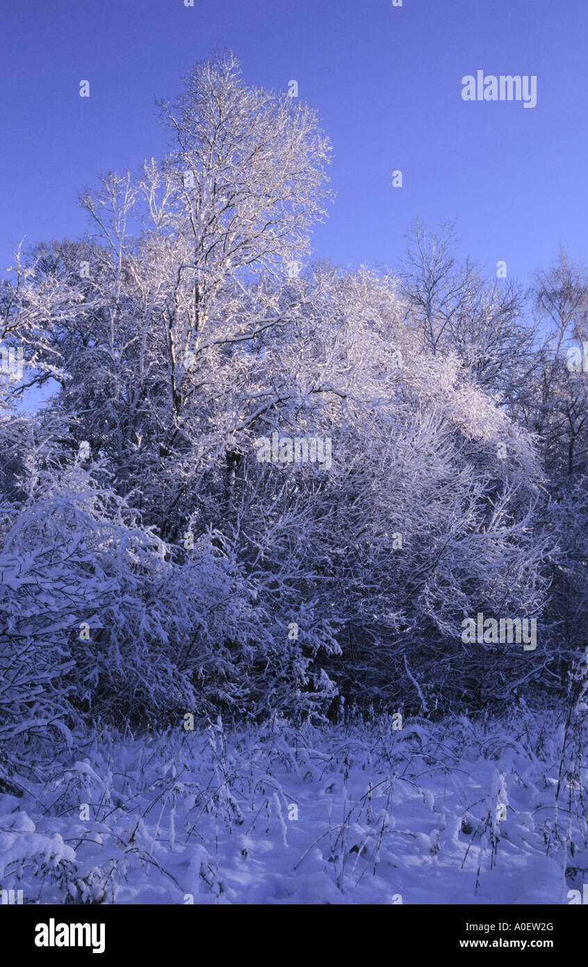 Scenic d'arbres couverts de neige en hiver Banque D'Images