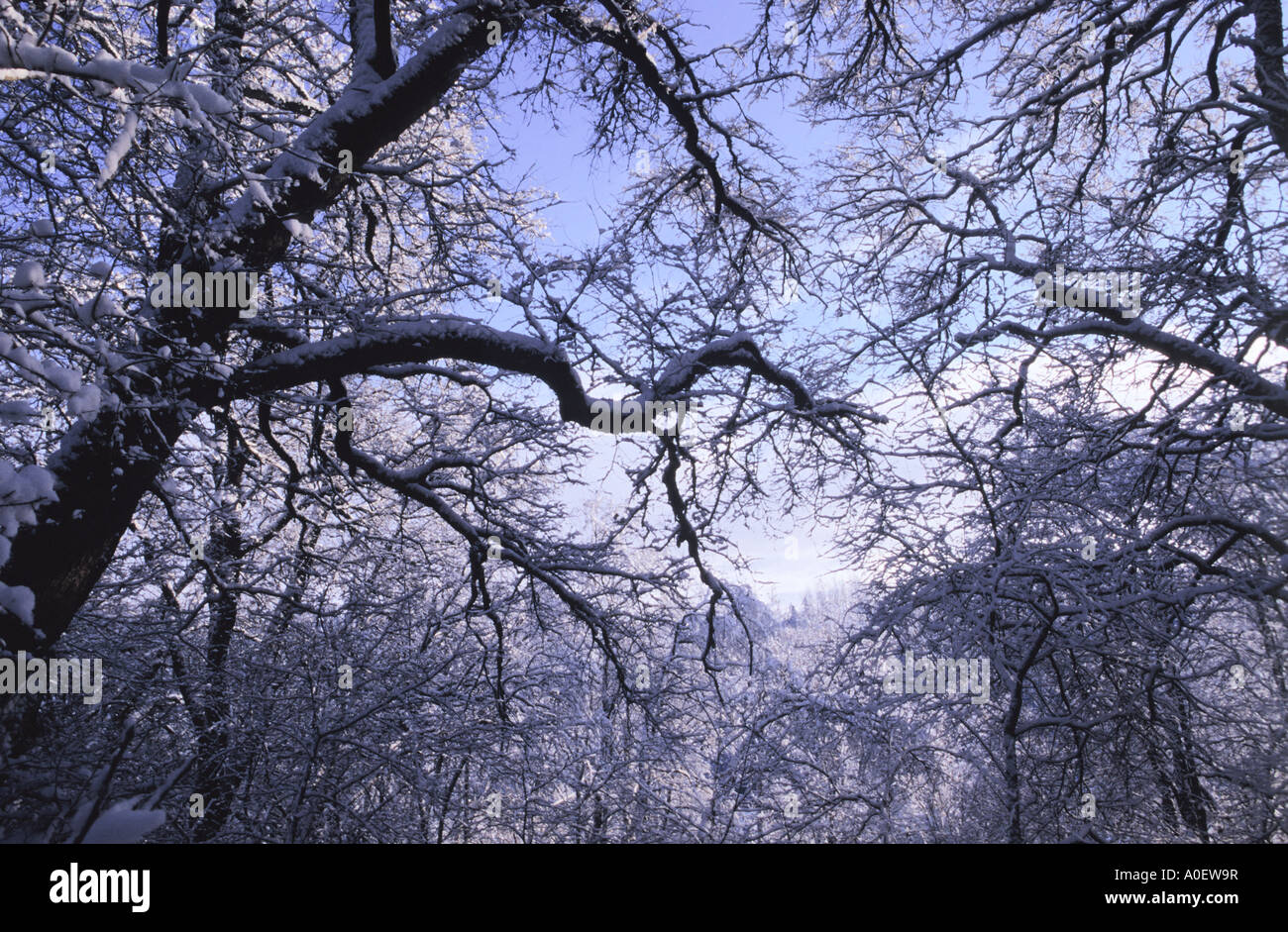 Des arbres couverts de neige panoramique Banque D'Images