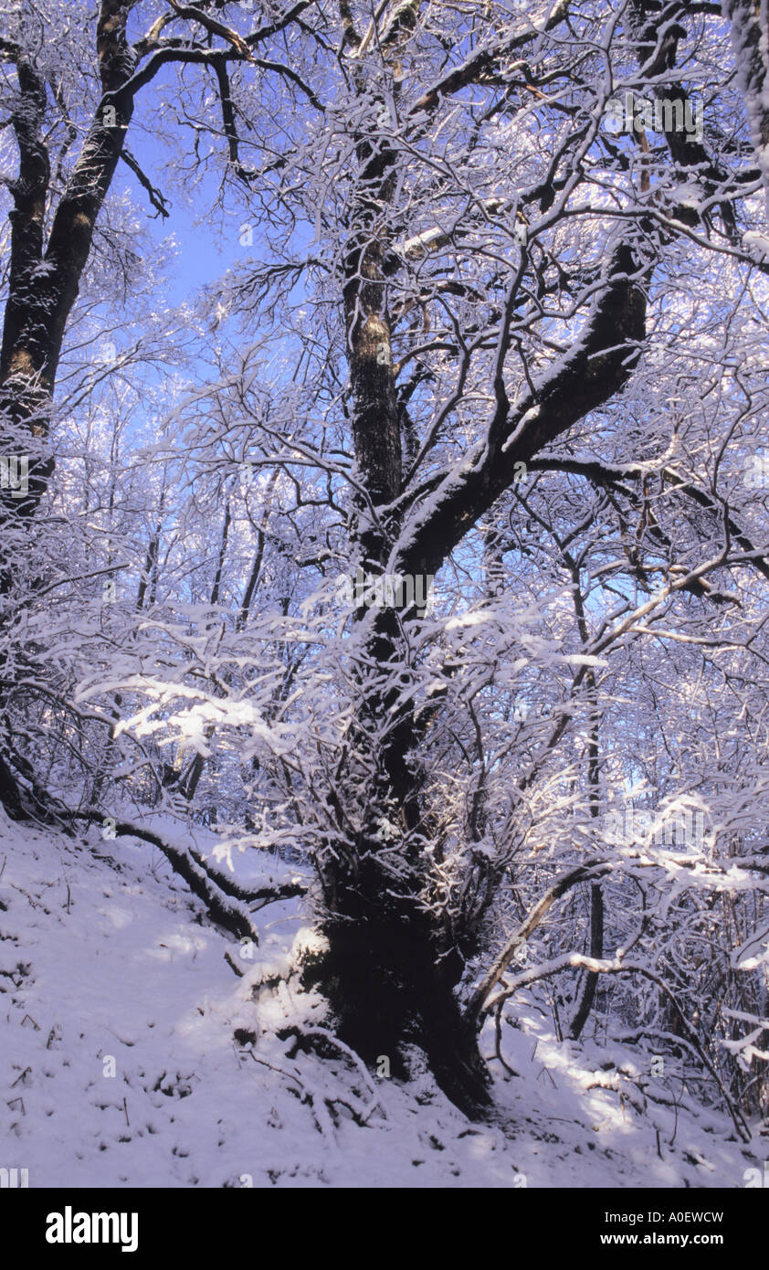 Des arbres couverts de neige pittoresque dans la campagne lettone Banque D'Images