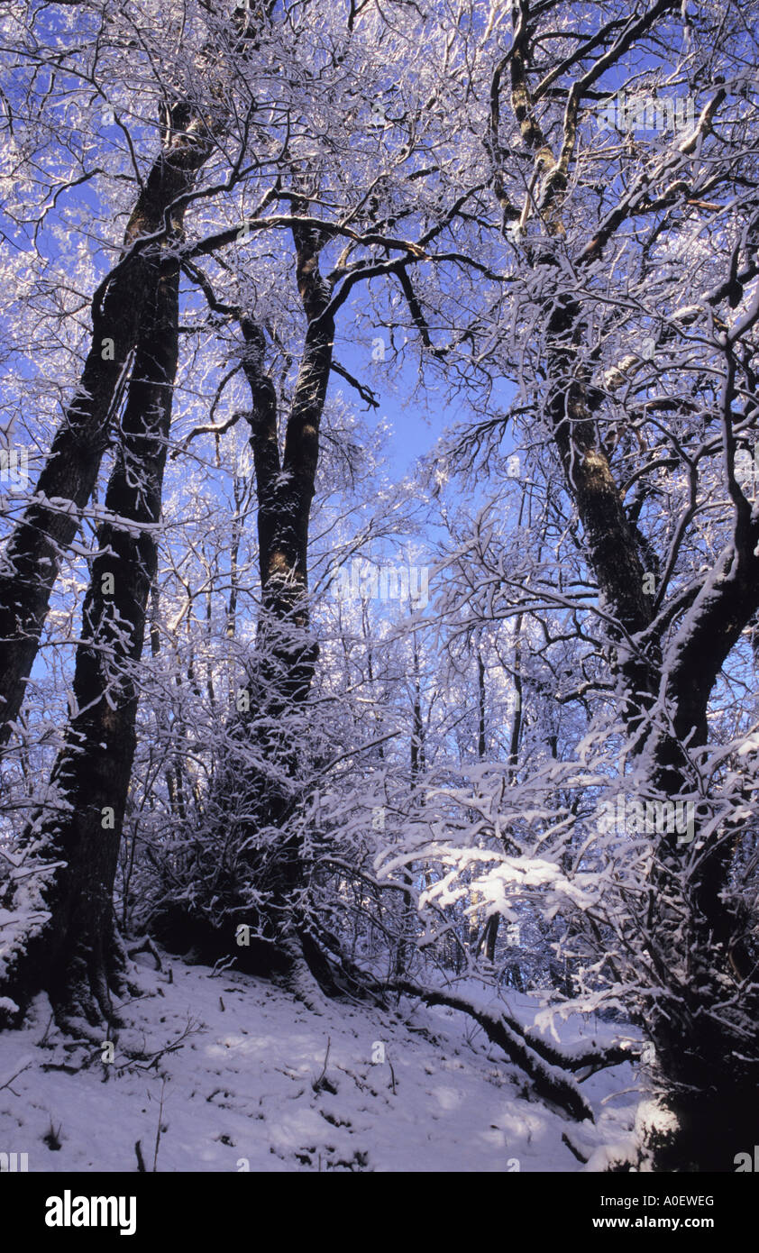 Des arbres couverts de neige panoramique Banque D'Images